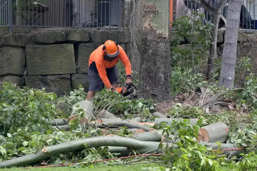 Affordable Tree Removal Lafayette, CO