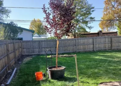 Detailed Tree Service