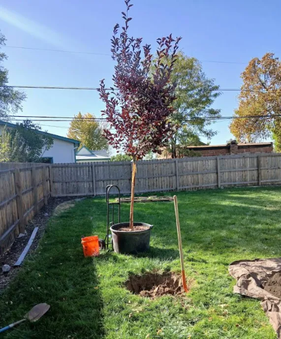 Detailed Tree Service