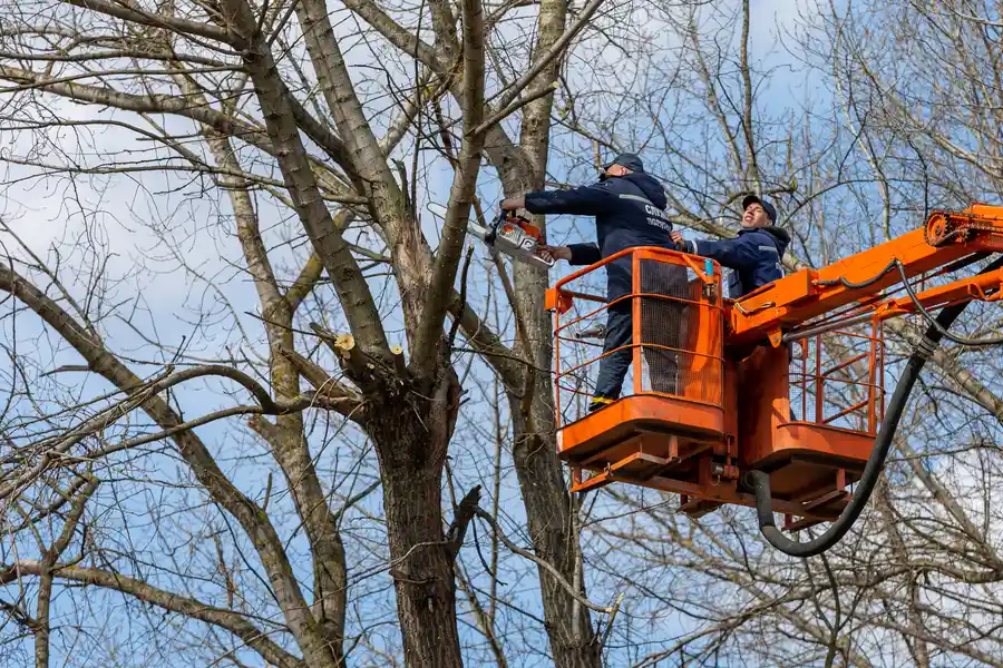 Excellent Tree Removal Lafayette, CO