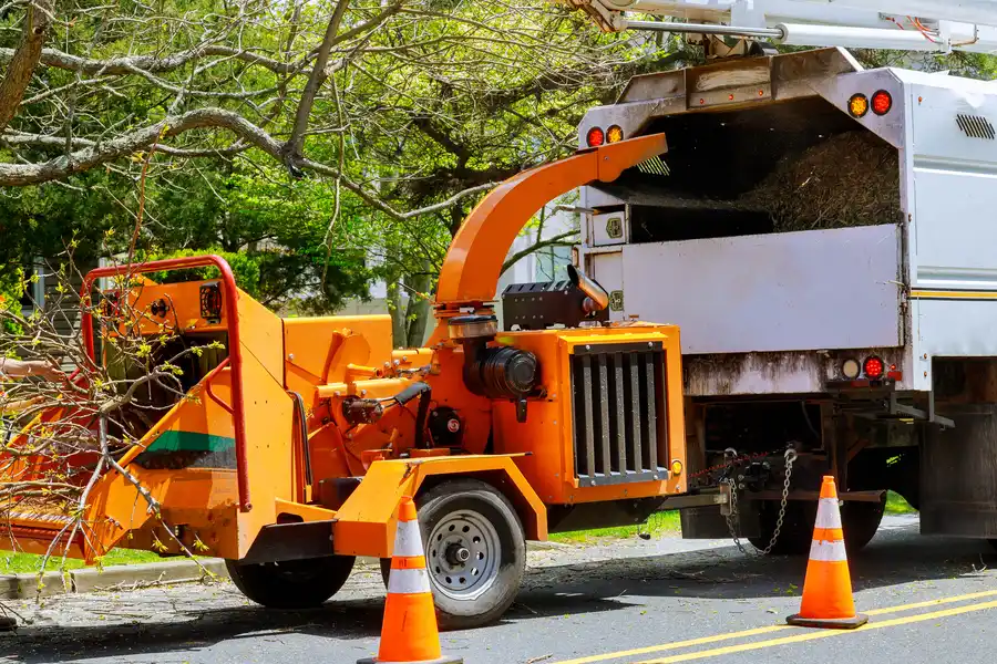 How Professional Tree Removal Enhances Property Safety Lafayette, CO