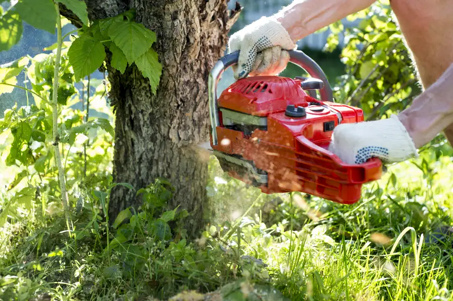 How Professional Tree Removal Enhances Property Safety in Lafayette, CO