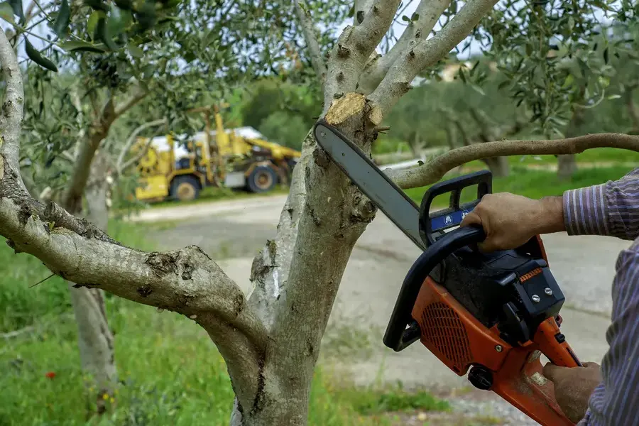 How Tree Trimming Helps Prevent Property Damage Lafayette, CO