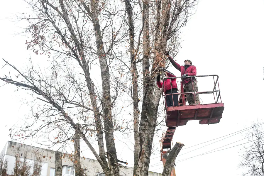 How Tree Trimming Helps Prevent Property Damage in Lafayette, CO
