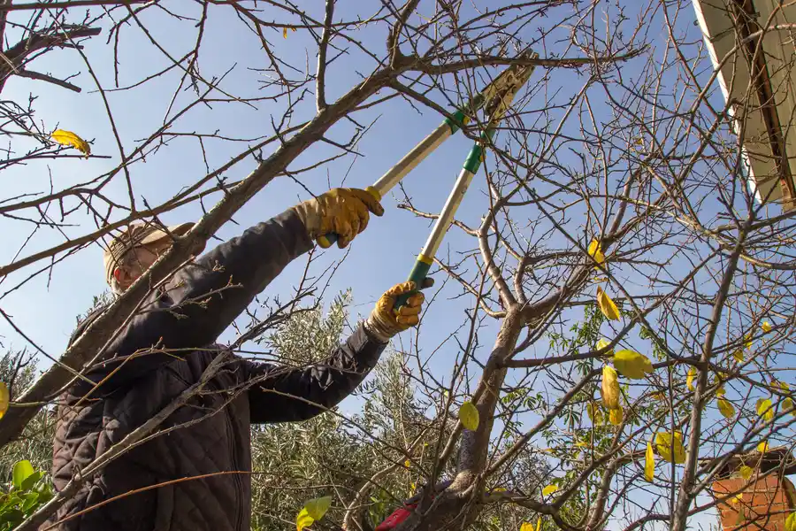 How Tree Trimming Improves Airflow And Sunlight Exposure Lafayette, CO