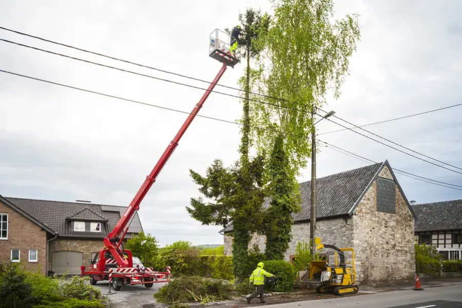 How Tree Trimming Improves Airflow And Sunlight Exposure in Lafayette, CO