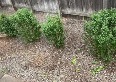 Landscaping (5)