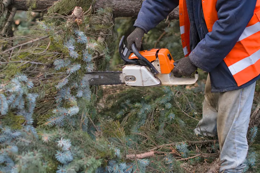 Reliable Tree Removal Lafayette, CO