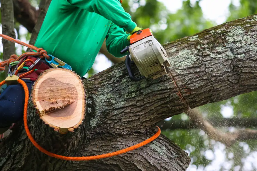Top-rated Tree Trimming Lafayette, CO