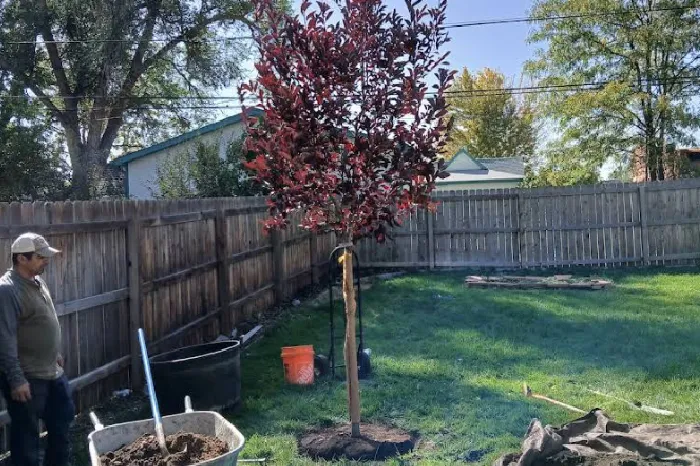 Tree Service
