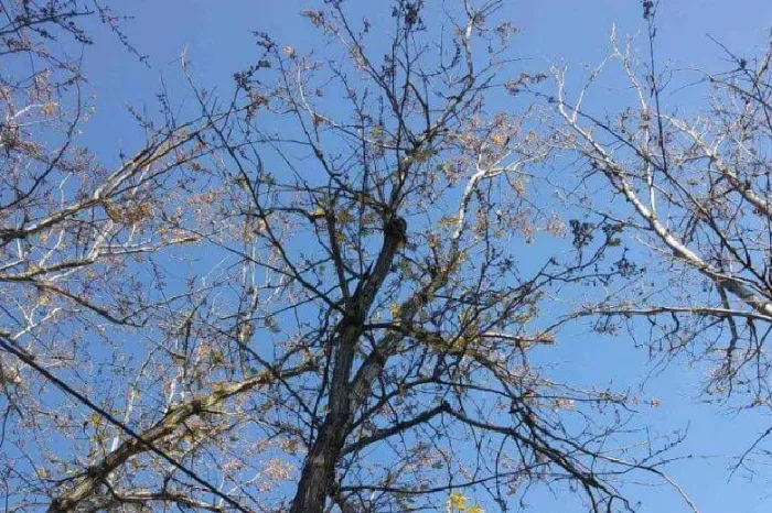 Tree Trimming