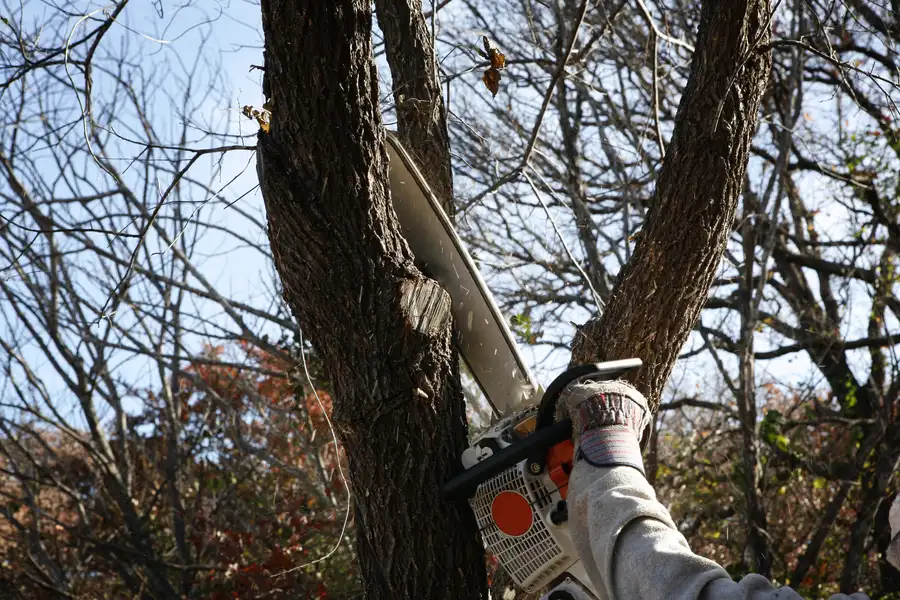 When Tree Removal Is Necessary For Landscape Health Lafayette, CO