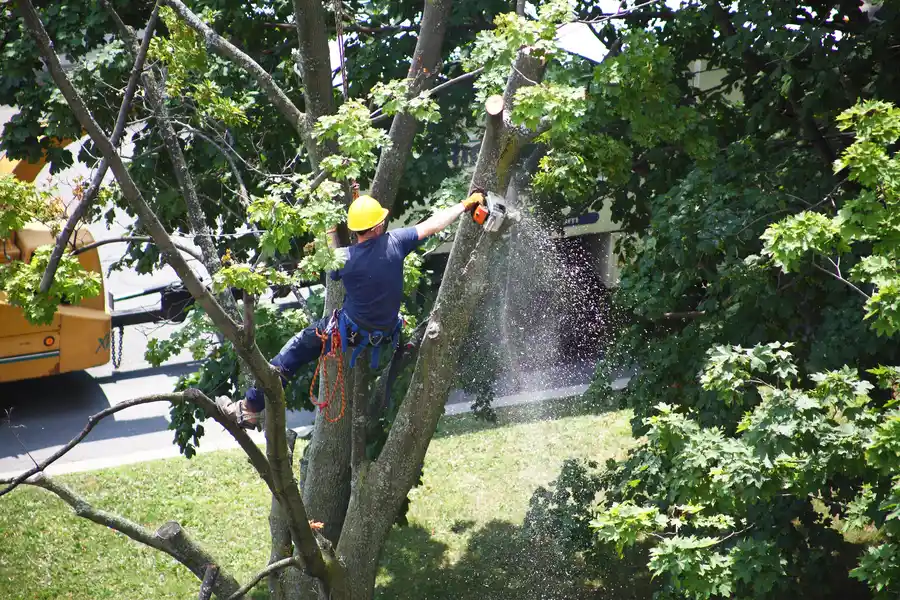When Tree Removal Is Necessary For Landscape Health in Lafayette, CO